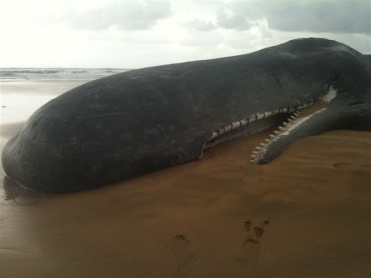 In this photo released by AMBAR, the Society for the Study and Conservation of Marine Fauna in Spain's Bay of Biscay, a dead sperm whale is seen beached in Zarautz, Spain. 